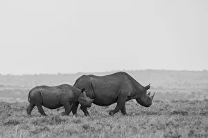 Images Dated 27th April 2021: Africa, Kenya, Serengeti, Msai Mara. Black rhinoceros, Critically endangered