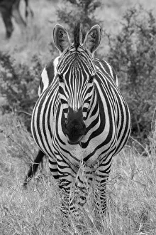 Images Dated 2021 April: Africa, Kenya, Serengeti Plains, Msai Mara. Plains zebra aka Burchells zebra