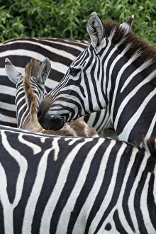 Africa, Kenya, Serengeti Plains, Msai Mara. Plains zebra aka common or Burchell