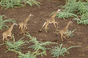 Giraffe Prints: Africa, Kenya, Shompole, Aerial view herd of Giraffes (Giraffa camelopardalis