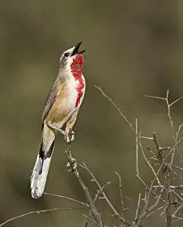 Africa, Kenya. Singing rosy-patched bushshrike bird perched on tree limb. Credit as