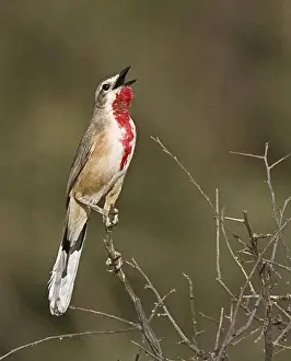 Joanne Williams Prints: Africa, Kenya. Singing rosy-patched bushshrike bird perched on tree limb. Credit as