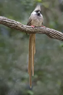Africa, Kenya. Speckled mousebird sits on tree limb
