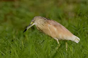 Images Dated 9th August 2005: Africa, Kenya. Squacco heron bird in green grass