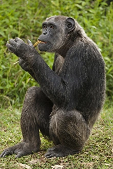 Arboreal Prints: Africa, Kenya, Sweetwater Conservancy, Common Chimpanzee, Pan troglodytes, posing