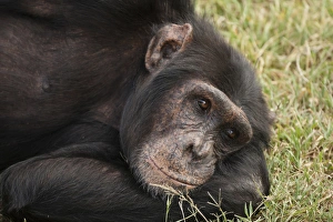 Images Dated 21st November 2010: Africa, Kenya, Sweetwater Conservancy, Amboseli National Park; Common Chimpanzee