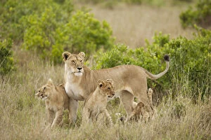 Images Dated 25th November 2006: Africa, Kenya, Upper Masai Mara Game Reserve, African Lion, Panthera leo, adult female with cubs