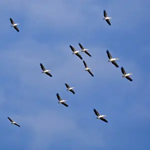 Wing Span Prints: Africa. Kenya. White Pelicans soaring in thermals at Lake Nakuru