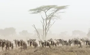 Images Dated 15th February 2017: Africa, Kenya. Wildebeest herd moving in fog