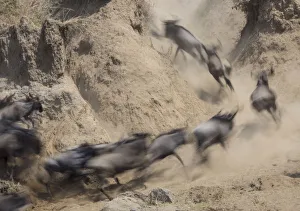 Dust Prints: Africa, Kenya. Wildebeests running up hill