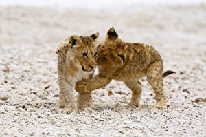 Lincoln Peak Prints: Africa. Two lion cubs play fighting on the Etosha Pan