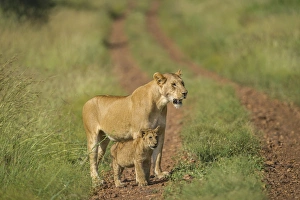 Lee Klopfer Prints: Africa, Lioness and cub
