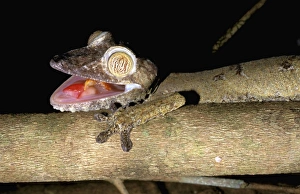 Africa, Madagascar
