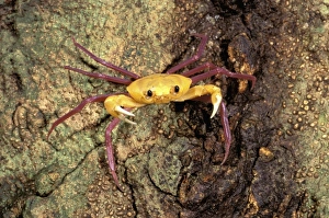 Africa, Madagascar