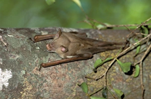 Africa, Madagascar