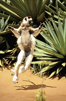 Africa, Madagascar