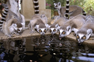 Africa, Madagascar