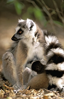 Africa, Madagascar