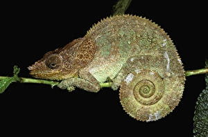 Africa, Madagascar