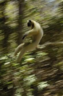 Africa, Madagascar