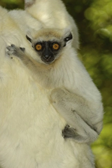 Africa, Madagascar