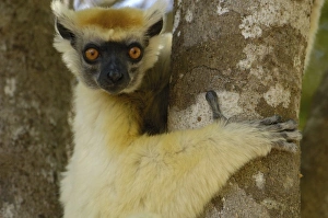 Africa, Madagascar