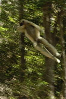 Africa, Madagascar