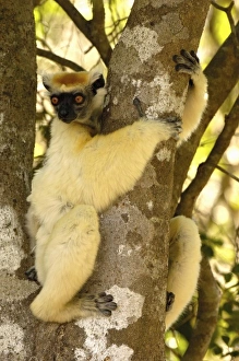 Africa, Madagascar
