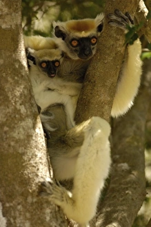Africa, Madagascar