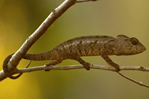 Africa, Madagascar