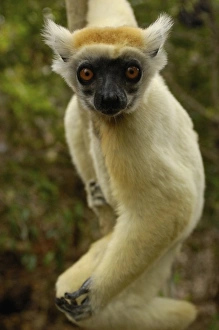 Africa, Madagascar