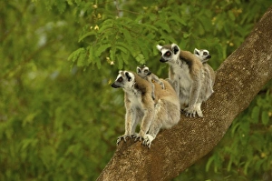 Africa, Madagascar