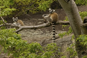Africa, Madagascar