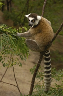 Images Dated 22nd December 2005: Africa, Madagascar