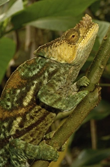 Images Dated 28th December 2005: Africa, Madagascar