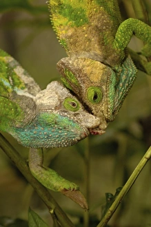 Images Dated 30th December 2005: Africa, Madagascar