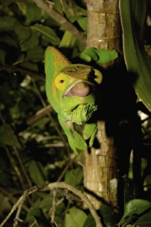 Images Dated 30th December 2005: Africa, Madagascar
