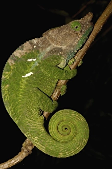 Images Dated 31st December 2005: Africa, Madagascar