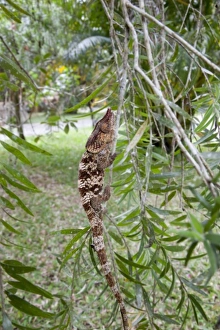 Africa, Madagascar