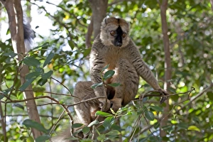Africa, Madagascar
