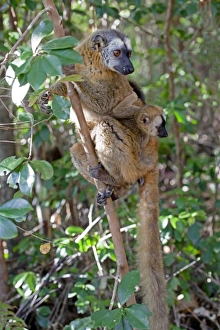 Africa, Madagascar