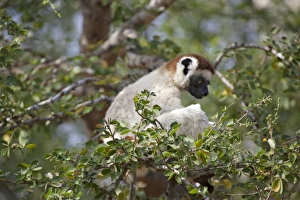 Africa, Madagascar