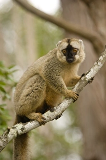 Images Dated 14th October 2006: Africa, Madagascar