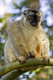 Images Dated 12th October 2006: Africa, Madagascar