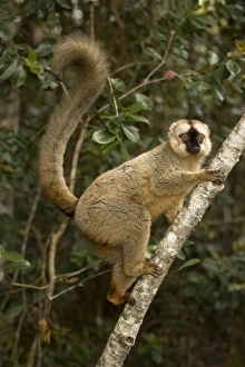 Images Dated 14th October 2006: Africa, Madagascar