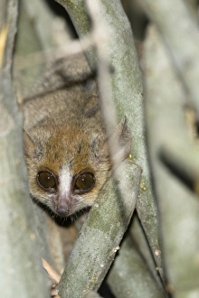 Africa, Madagascar