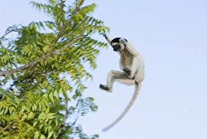 Africa, Madagascar