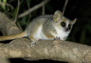 Africa, Madagascar