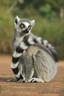 Africa, Madagascar