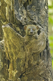 Africa, Madagascar